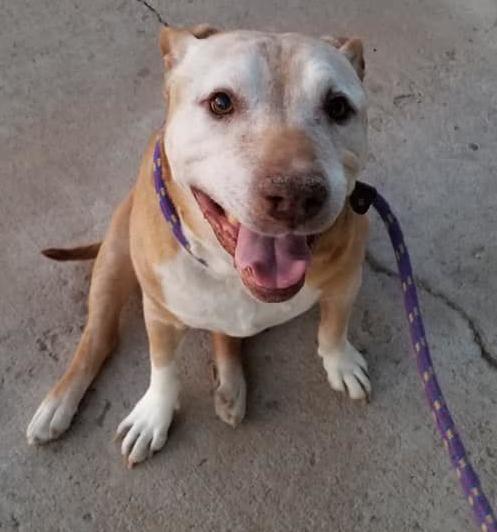 Adopt a friend: Dusty